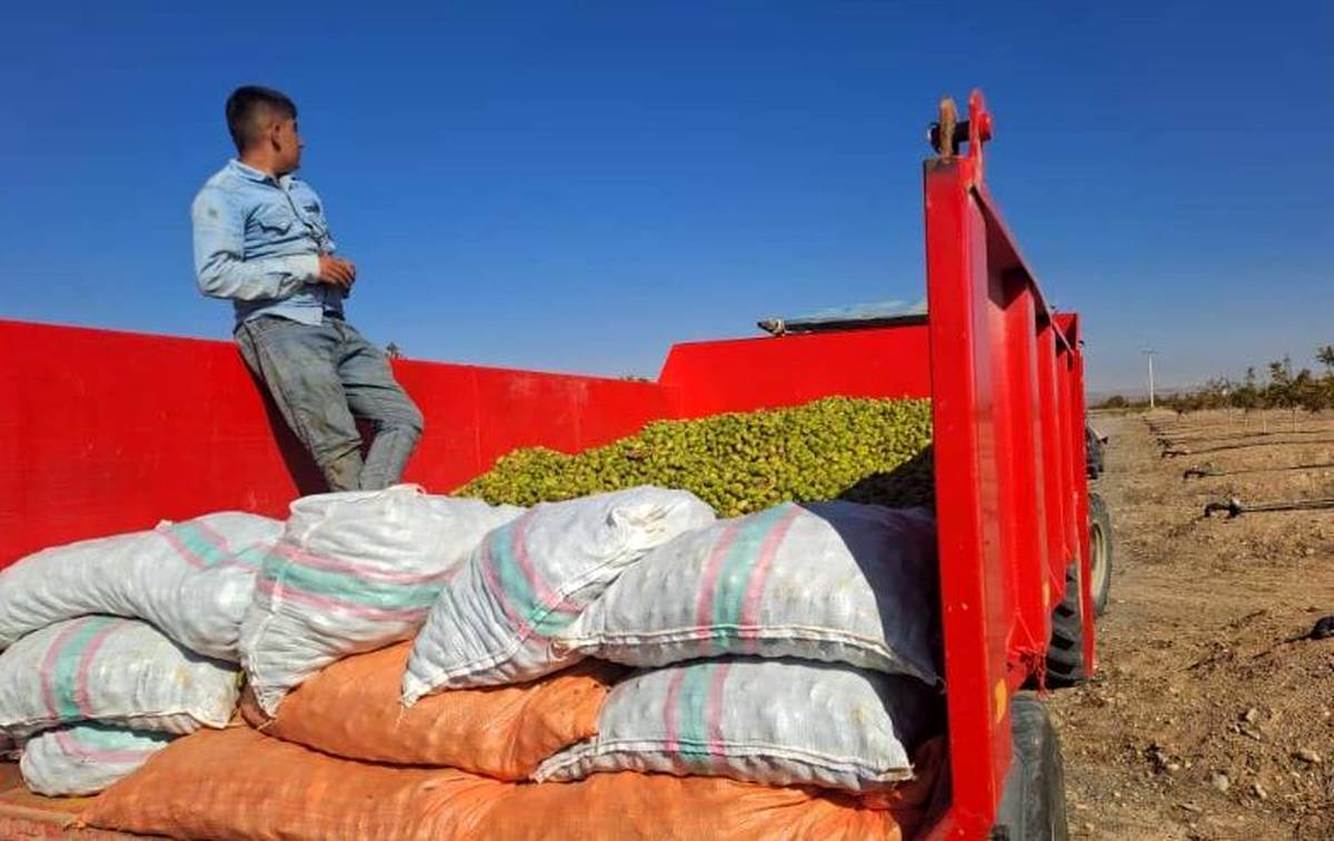 خبر خوب| آغاز اولین برداشت محصول گردو از باغات ۲۳۵۰ هکتاری شرکت آریا دشت در منطقه آزاد ماکو