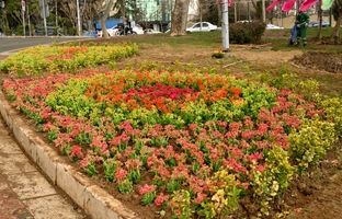 کاشت بیش از ۱۳ هزار گل فصلی در طرح استقبال از بهار