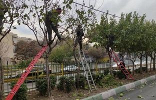 درختان منطقه2 آماده خواب زمستانی شد