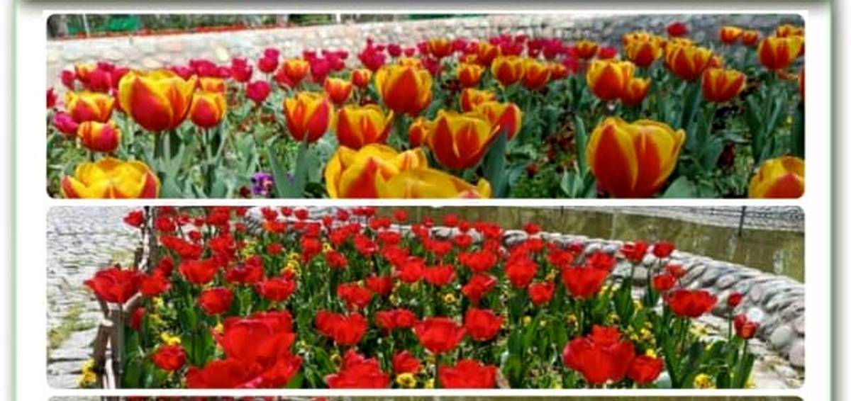 زیبایی بهار با کاشت ۲۰ هزار گل لاله در بوستان‌های منطقه ۴