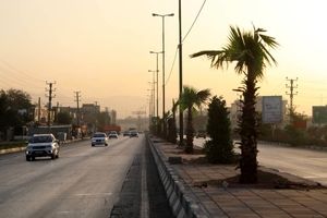 کاشت ۶۰ اصله درخت پالم و یاس هلندی در بلوار بهشت زهرا (س) منطقه ۱۹