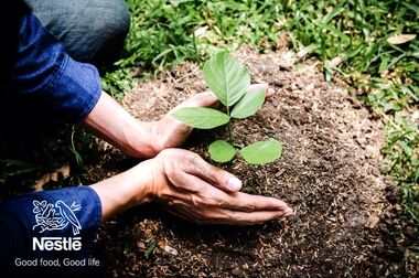 آینده‌ای سبز و پایدار با کشاورزی احیایی؛ پروژه نستله در مزارع سیب