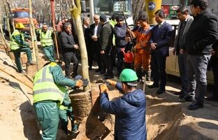 اولین مرحله جایگزینی درختان آسیب دیده و خشک خیابان حضرت ولیعصر (عج) انجام شد