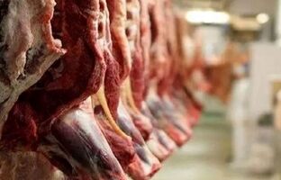 افزایش واردات گوشت قرمز طی روزهای آتی/ کمبودی در ماه رمضان نداریم