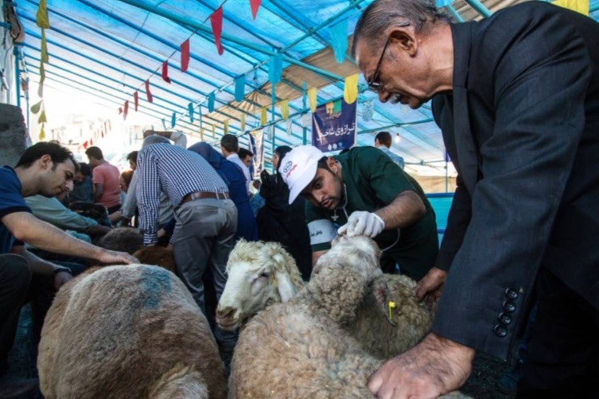 لاشه دام‌های ذبح شده، توسط دامپزشکان بررسی می‌شود