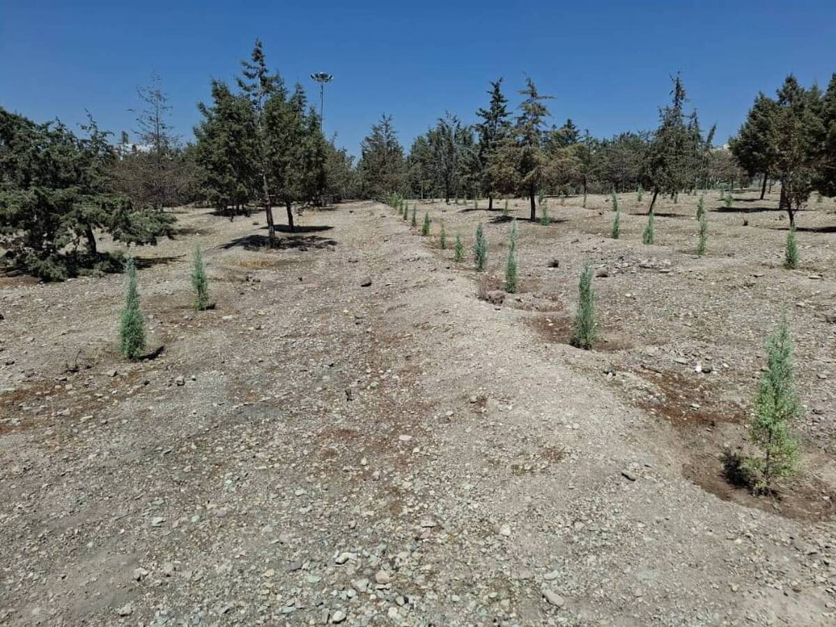 کاشت ۳۰۰۰ اصله درخت و درختچه در بوستان ساحل