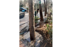 طبیعت‌درمانی زمستانی درختان در منطقه یک؛ یخ‌آب جایگزین سموم شیمیایی