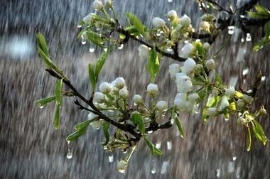 بارش باران تا پایان هفته در اغلب مناطق کشور/کاهش محسوس دما بویژه در نوار شمالی