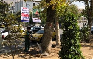 عملیات تخصصی شهرداری منطقه یک برای صیانت از چنارهای میدان تجریش