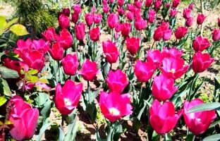 کاشت ۱۴ هزار لاله‌های رنگی در بوستان‌های منطقه۱۳
