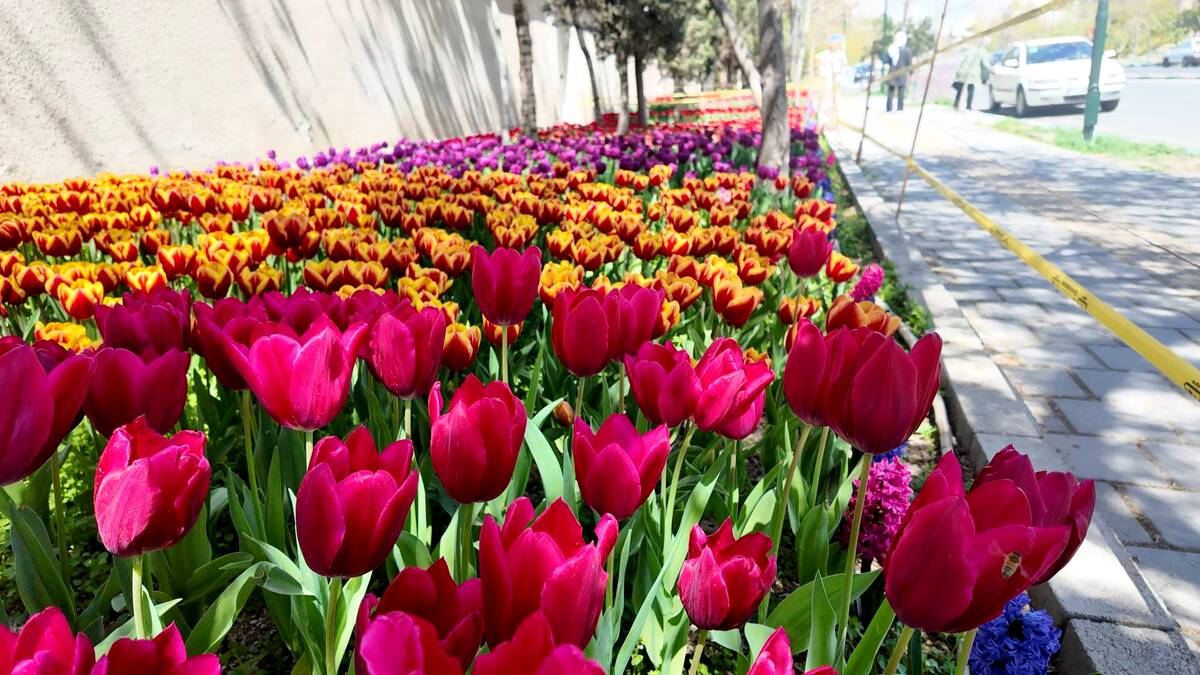 لاله‌ها در منطقه۲ به احترام روزهای ایثار شکفتند 
