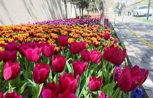 لاله‌ها در منطقه۲ به احترام روزهای ایثار شکفتند 