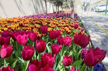 افتتاح ۵۸ پروژه شهری منطقه ۲ تهران هم زمان با دویست و بیست و هفتمین پویش امید و افتخار