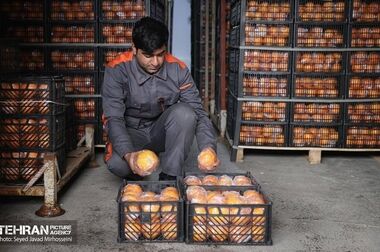 تعطیلی تمامی میادین و بازارهای میوه و تره‌بار در روز رحلت رسول اکرم(ص)