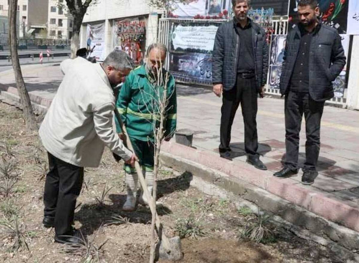 بیش از ۲۰۰۰ اصله نهال در منطقه۱۳ کاشته شد