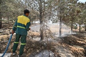 اجرای طرح ویژه آبیاری جنگل‌کاری سوهانک و توچال در منطقه یک با بسیج ۳۷ تانکر آب‌رسان  