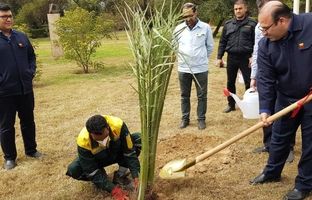  مدیرعامل شرکت فولاد خوزستان یک اصله نخل خرما غرس نمود