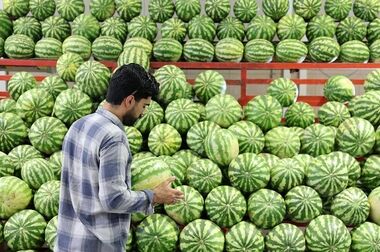 افزایش ۵۹۰۰ مترمربعی سطح خدمت‌رسانی میادین میوه و تره‌بار تهران