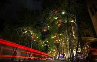 المان نوری ماهی های رنگی بر درختان خیابان عمار نصب شد