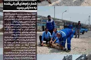تداوم «نذر همدلی» در پتروشیمی پردیس؛ شمار دام‌های قربانی‌شده به ۱۰۰ رأس رسید