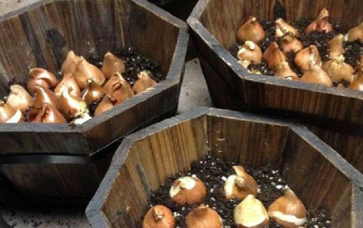 ۲۰ هزار پیاز لاله در منطقه ۲ کاشته شد