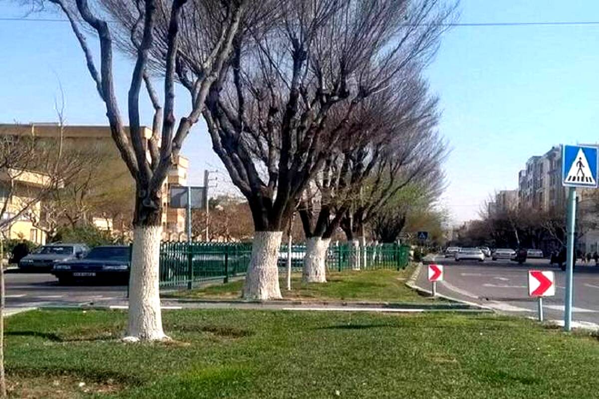 حفاظت از درختان منطقه ۲ با اجرای طرح باندینگ 