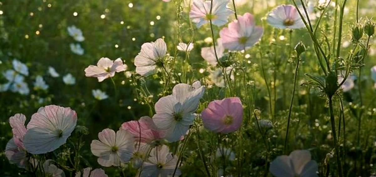 26 فروردین، مراسم دید و بازدید نوروزی نصر تهران